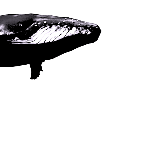 RAW DRIVERS